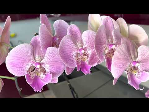 Видео: В гостях у зрителей (коллекция Анжелики)