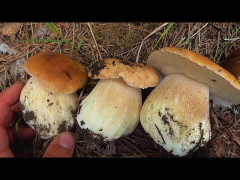 Видео: Грибной лес! ГРИБЫ ПОВСЮДУ