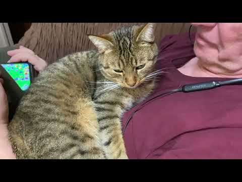 Видео: ВЕРНУЛИ УТКУ СОСЕДЯМ, ПОЙМАЛИ ВОРЮГУ НА МЕСТЕ ПРЕСТУПЛЕНИЯ, ЧТО КУПИЛИ В ОСТРОГОЖСКЕ