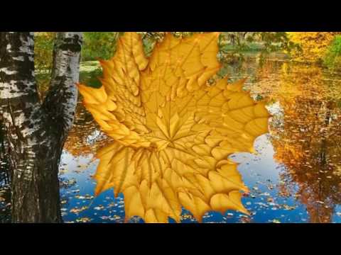 Видео: Осінь в лісі