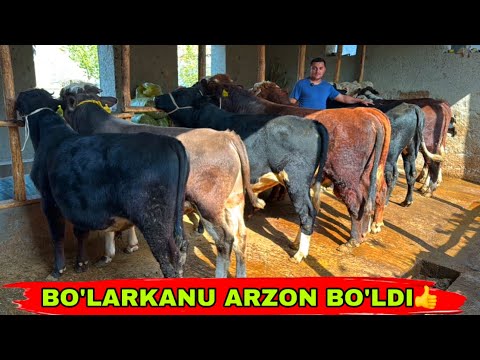 Видео: DILYORJON ARZONCHIGA YANGILARI KELDI✅✅✅20 октября 2025 г.