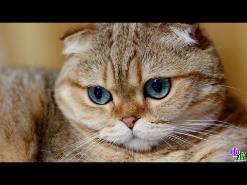 Видео: «И чего я выпендривался? Ведь никто и никогда не будет меня так любить, как моя первая хозяйка!»