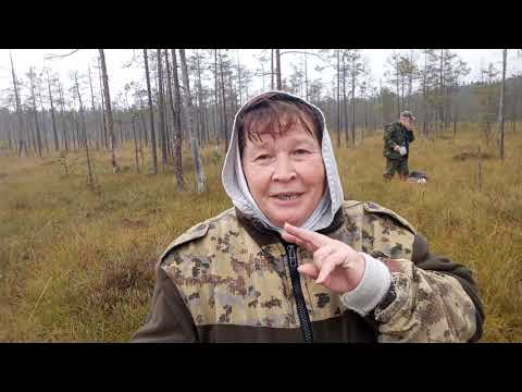 Видео: на болоте сбор клюквы