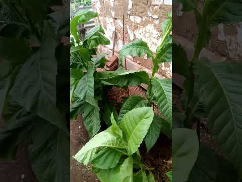 Видео: табак из пасынков и про переопыление.