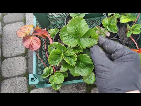 Видео: Полуничний 🍓🍓🍓 сезон 2025 в листопаді 💛💙 #саджанці #сорт #полуниця #замовлення #ягода #вирощування 
