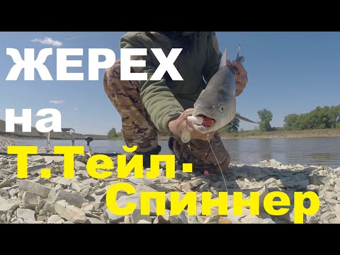Видео: Жерех на Т. Тейл - спиннер.