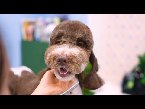 Видео: Этот зоомагазин делает щенков счастливее и ещё очаровательнее 💕✂️🐾