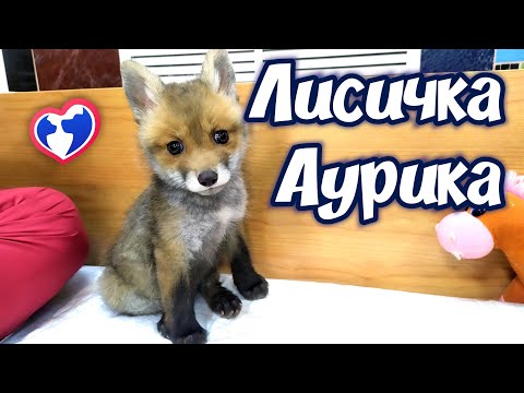 Видео: Лисичка Аурика.Помощь животным/Спасение Животных