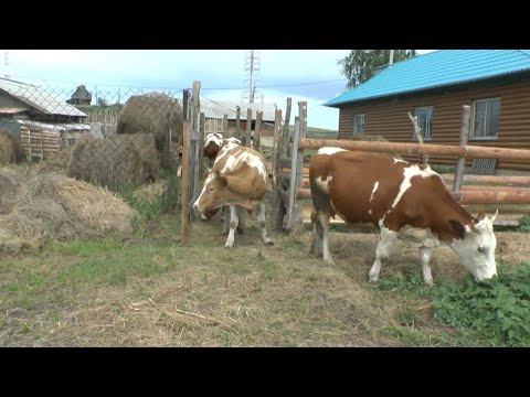 Видео: Первый выход в новый загон/Коровье счастье и Земляничное варенье