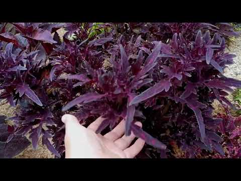 Видео: Летний обзор колеусов , 1 часть . Июль 2023 год.