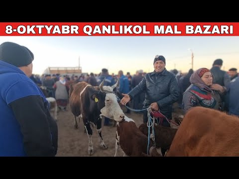 Видео: 8-ОКТЯБРЬ/КАНЛЫКОЛ МАЛ БАЗАРЫ/СКОТНЫЙ РЫНОК/BUQALAR/BIG BULLS IN THE WORLD/BIG COW