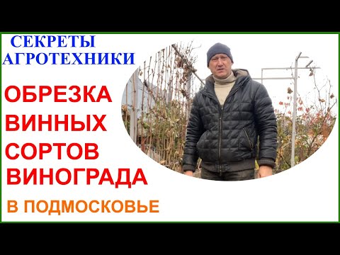 Видео: Осенняя обрезка технических сортов винограда в Подмосковье