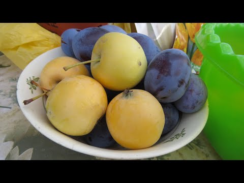 Видео: Хорошие новости для Куприна и Дегтерева!))