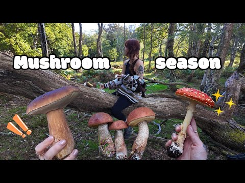 Видео: Начинается сезон мегагрибов! / ОГРОМНЫЕ белые грибы, мухоморы и многое другое • Видеоблог о сборе...