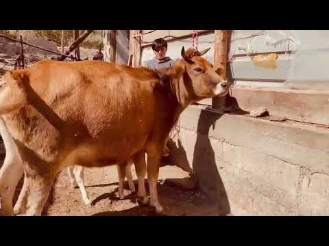 Видео: +992926103100☎️ ЯК САР ГОВИ ДУГОНИК ЗОЙ ШИРИЙ, ВА ЯК САР ГОВИ ШИРИЙ ОРИГИНАЛ ОМАД МАРХАМАТ