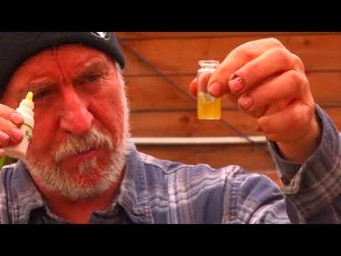 Видео: №429-Некоторые размышления о голубике.Осенняя посадка винограда. Озимые посевы свеклы,моркови,зелени