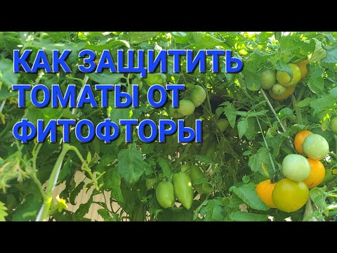Видео: САМЫЙ ЭФФЕКТИВНЫЙ СПОСОБ ЗАЩИТЫ ТОМАТОВ ОТ ФИТОФТОРЫ И ДРУГИХ БОЛЕЗНЕЙ. 