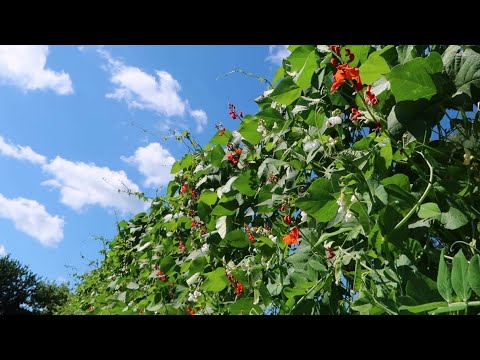 Видео: Стена 3 м  из ВЬЮЩЕЙСЯ ФАСОЛИ - вкусно и красиво!