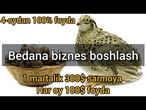 Видео: Bedana biznes | бедана бизнес бошлаш | arzon biznes | 200 ta bedanadan har oy $100+ foyda