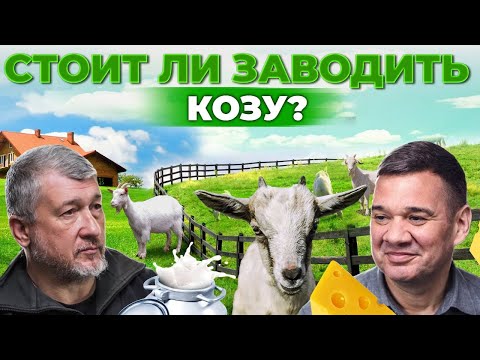 Видео: Почему козы выгоднее, чем коровы? Как продать козье молоко и сыр? Лучшие породы | Андрей Даниленко