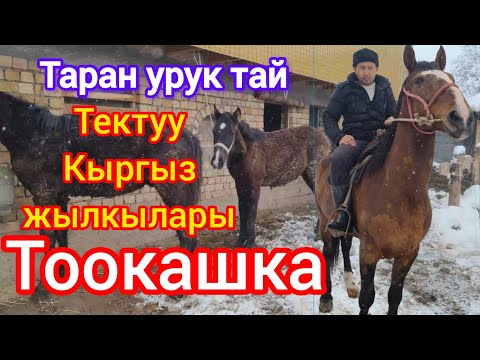 Видео: Таза ТАРАНДАР