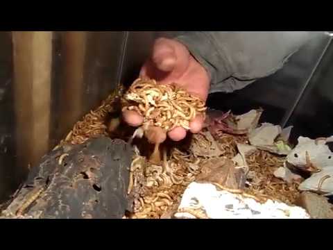 Видео: Мучные черви часть-2.