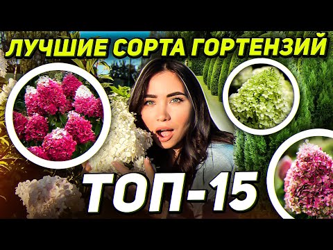 Видео: 15 САМЫХ ЛУЧШИХ СОРТОВ ГОРТЕНЗИИ МЕТЕЛЬЧАТОЙ