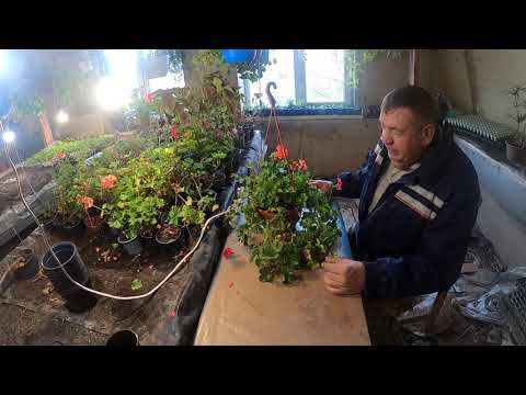 Видео: Пеларгония плющелистная - где и как зимует. Мой опыт.