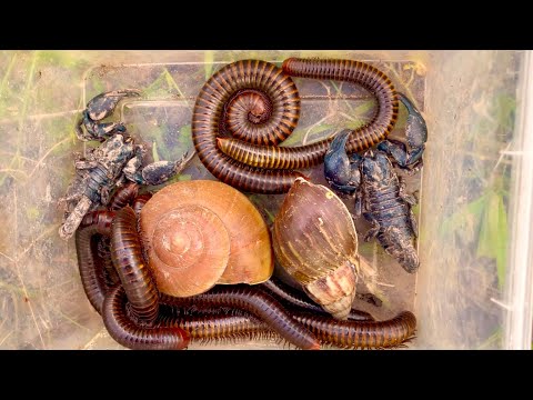 Видео: Лучший лов: гигантские многоножки и скорпионы #насекомые #многоножка #скорпионы