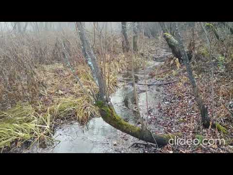 Видео: Чудный октябрь.