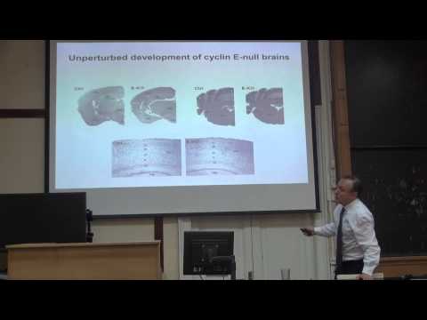 Видео: Лекция 3 | Регуляция клеточного цикла | Peter Sicinski | СПбГУ | Лекториум