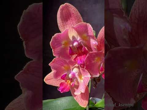 Видео: Phal. Leco Fantastic & Chialin Rainbow peloric - 2 eyes | Фаленопсисы лососевого цвета 🧡