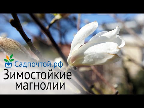 Видео: Зимостойкие магнолии - выращиваем в Петербурге. Магнолии кобус, Зибольда, огуречная или заостренная