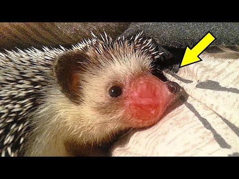 Видео: Огромный пузырь среди колючек у ёжика, поверг парня в настоящий ШОК!