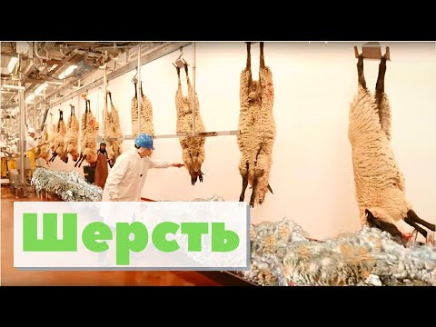 Видео: Шерсть | Как это сделано | Wool