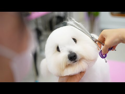 Видео: Самый счастливый пушистый щенок 😍✂️ Такой сладкий, как сладкая вата! 🍭🐶