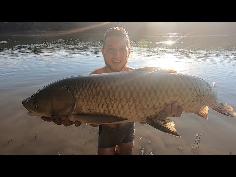 Видео: Ловля амура на МАКУШАТНИК . река Днестр 11 июля !!!