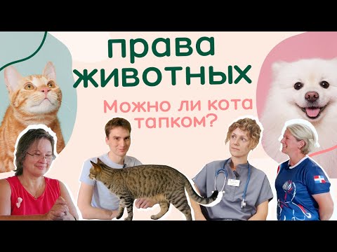 Видео: ПРАВА ЖИВОТНЫХ. ЭТИЧНОЕ ОБРАЩЕНИЕ С ЖИВОТНЫМИ. Как сделать питомца счастливым? / ШАБАЛИН DOC