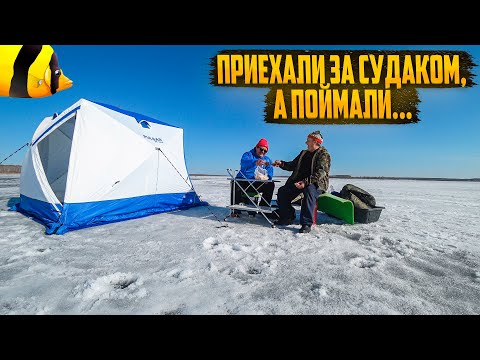Видео: ПРИЕХАЛИ ЗА СУДАКОМ, А ПОЙМАЛИ.... САМАЯ ВЕСЕЛАЯ РЫБАЛКА. ЧАСТЬ 1