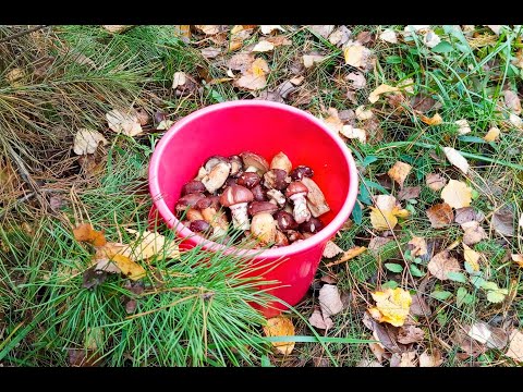 Видео: Грибные новости от 26 октября 2025г/ Смоленская обл./ Mushrooms news