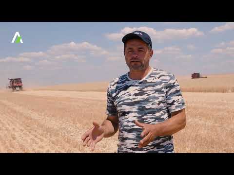 Видео: Комбайн Case IH AF 7250 HARVEST COMMAND в хозяйстве Fertisol SRL