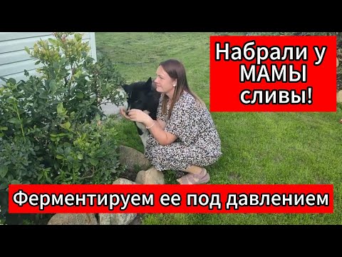 Видео: Набрали у МАМЫ сливы! Чудный напиток получится