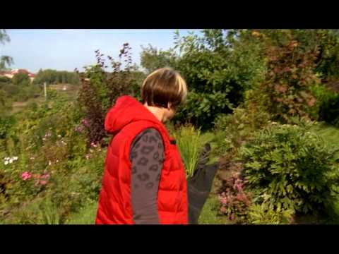 Видео: Линии и формы сада. Ландшафтные хитрости. Выпуск 121