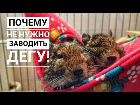 Видео: Минусы жизни с Дегу