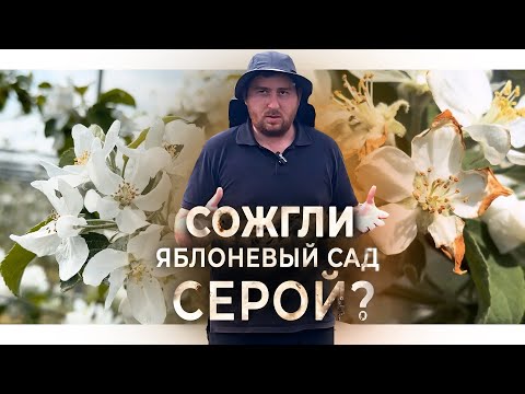 Видео: Как НЕ СЖЕЧЬ яблоневый САД СЕРОЙ и УЛУЧШИТЬ КАЧЕСТВО ПЛОДОВ?