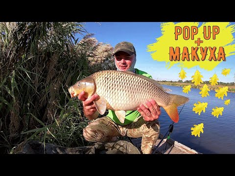Видео: Осенняя ловля Карпа 2020! Pop-Up + макуха.