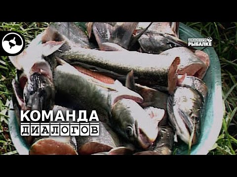 Видео: Камчатка. Ловим гольца | Классика