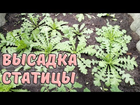 Видео: Высаживаем статицу. Как растет статица