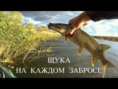 Видео: Южный Буг.  Затаившийся хищник. День 1.