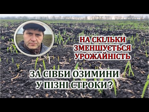 Видео: На скільки знижується урожайність за пізніх строків сівби озимини?